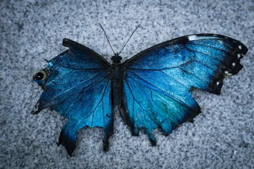 A butterfly with a broken wing symbolizing trauma